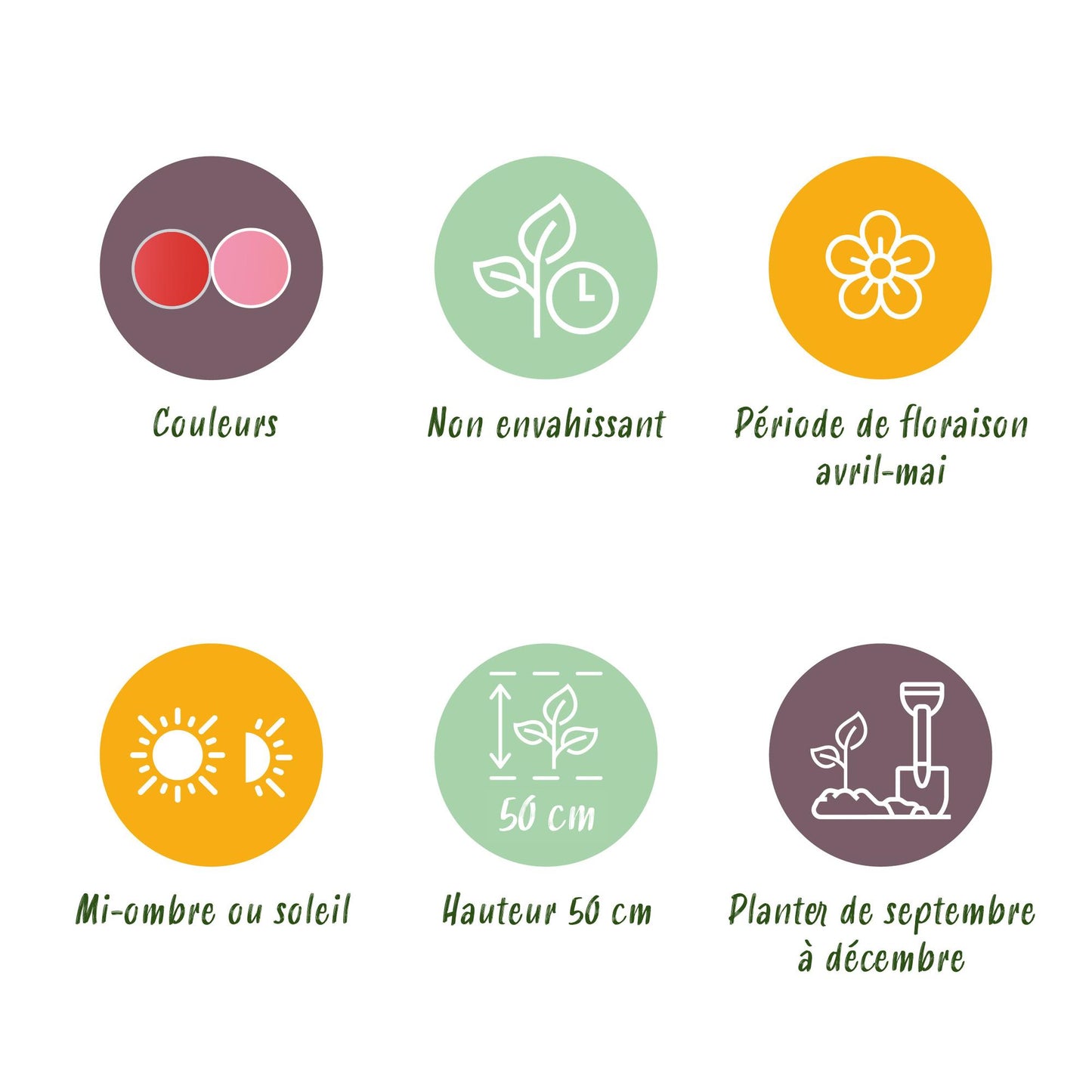 GreenboutiQ - Blumenzwiebeln - Tulpe Pink und Red - Bulbs Hardy Perennial - Farbe Rosa und Rot - 40 Stück - Zwiebelgröße 10/12