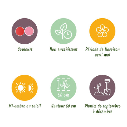 GreenboutiQ - Blumenzwiebeln - Tulpe Pink und Red - Bulbs Hardy Perennial - Farbe Rosa und Rot - 40 Stück - Zwiebelgröße 10/12