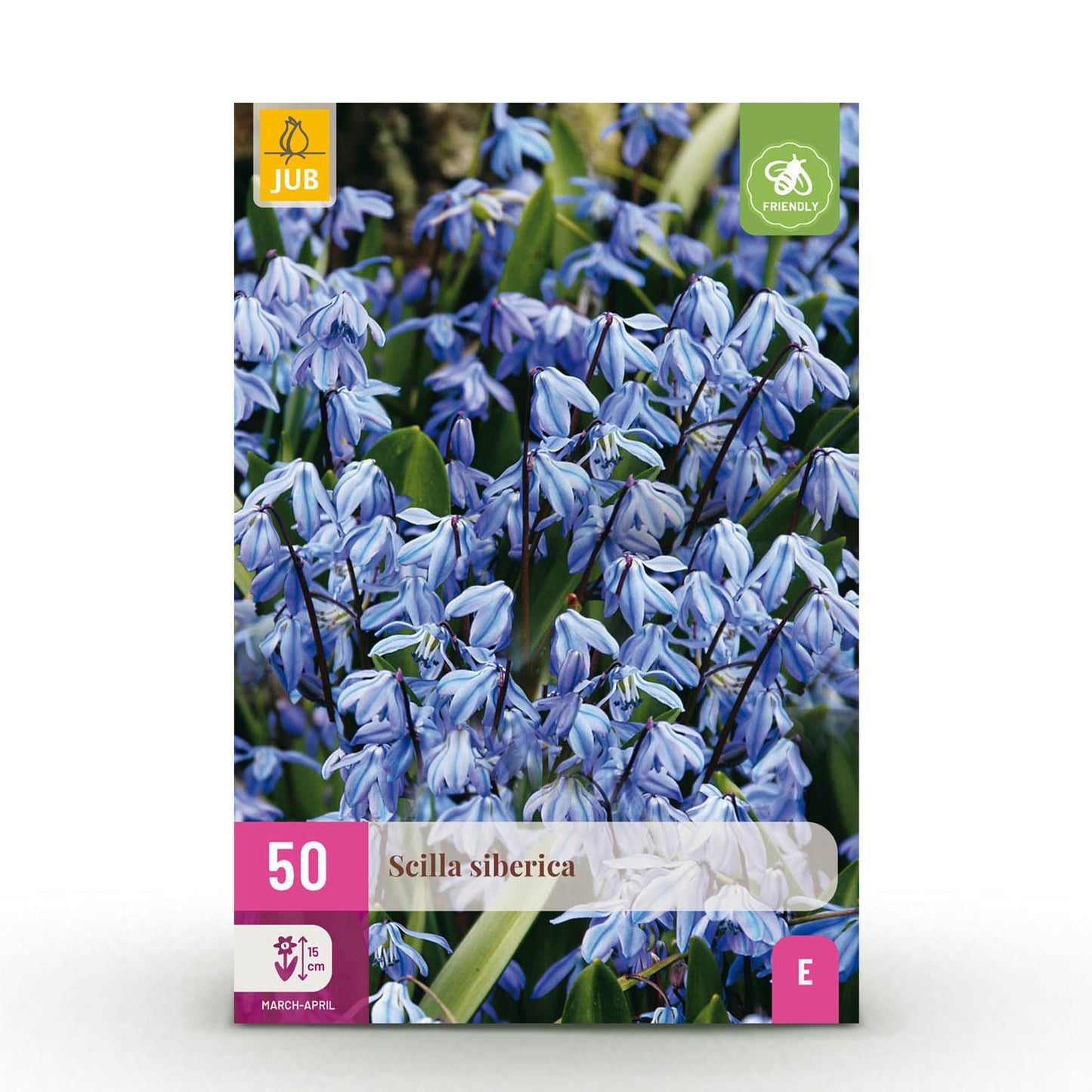 GreenboutiQ - Blumenzwiebeln - Scilla Siberica - Bulbs Hardy Perennial - Farbe Lila - 50 Stück - Zwiebelgröße 7/8 - XXL Pack