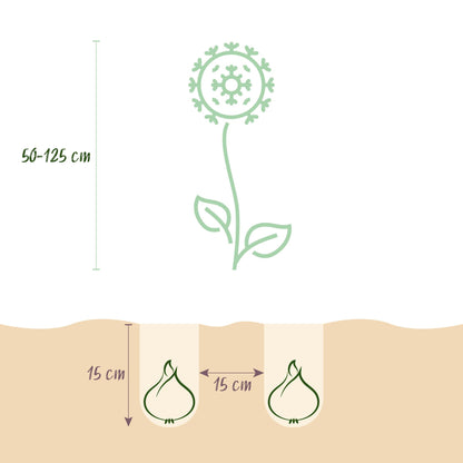 GreenboutiQ - Blumenzwiebeln - Zwiebel Garten Allium Mix - Bulbs Hardy Perennial - Verschiedene Farben - 80 Stück - Geschenkverpackung