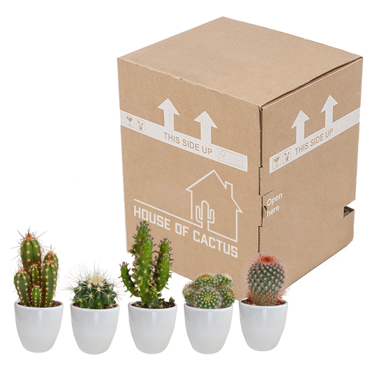 Kakteenmischung 5,5 cm - 5x - in witte pot