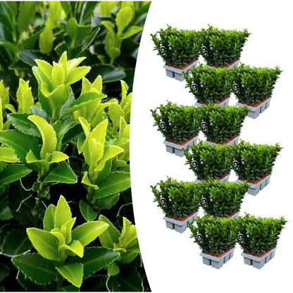 12 x 6er-Pack Euonymus 'Green Spire' – Ø 7 cm – ↨ 15 cm