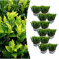 12 x 6er-Pack Euonymus 'Green Spire' – Ø 7 cm – ↨ 15 cm