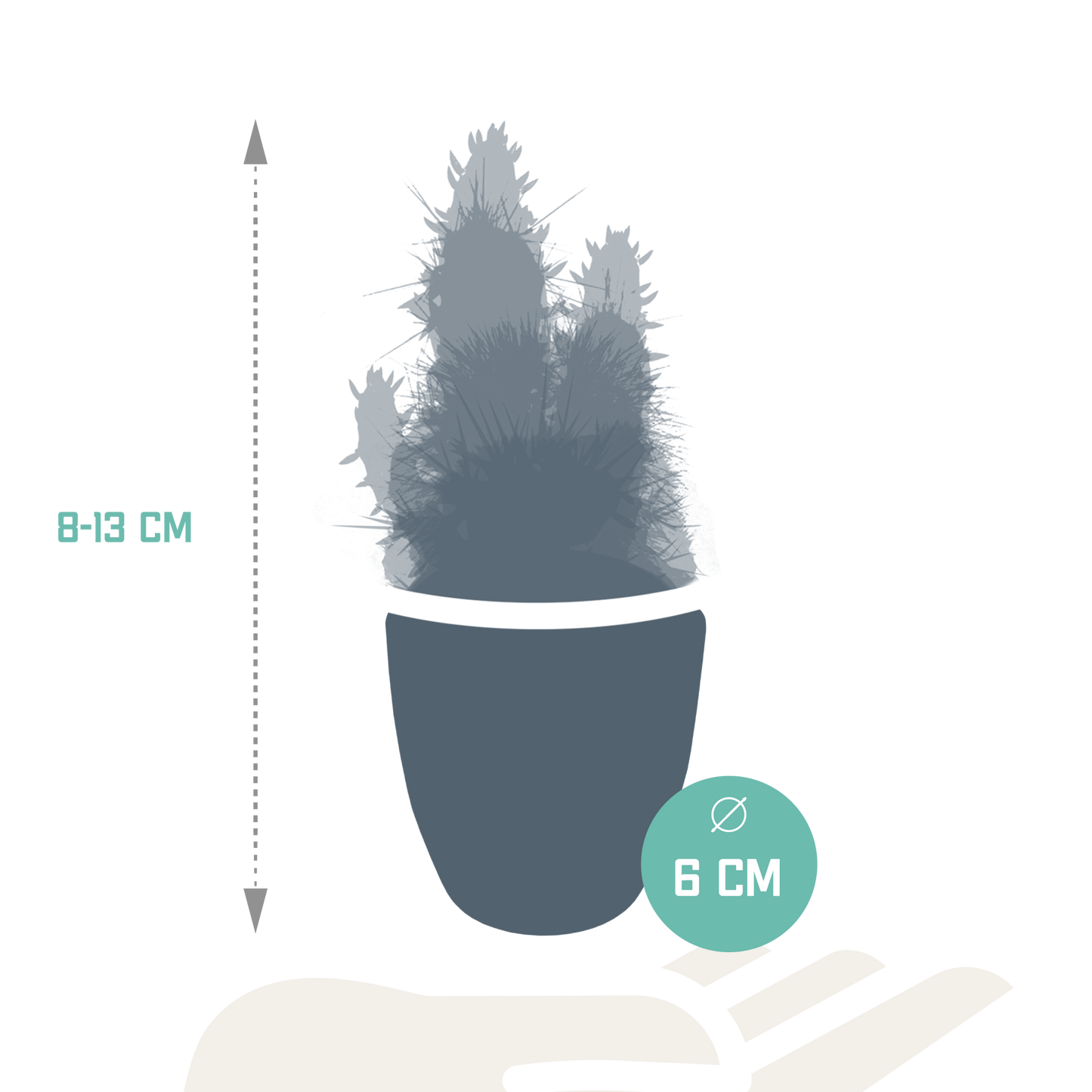 Kakteenmischung 5,5 cm - 5x - in witte pot