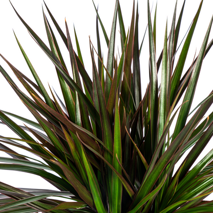 Dracaena Marginata Magenta mit Korb Ø24cm - ↕130 - 150cm