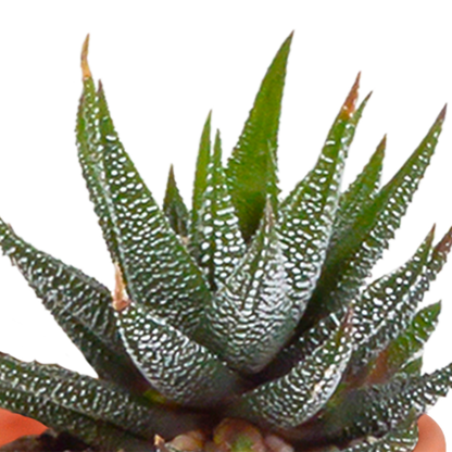 Cactus en vetplanten Mischung 5,5 cm | 15 stück - zonder pot