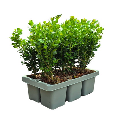 2 x 6er-Pack Buxus NewGen Freedom – Winterharte Immergrüne Sträucher 12 x Ø7 cm - ↕15 cm | Kompakter Buchsbaum