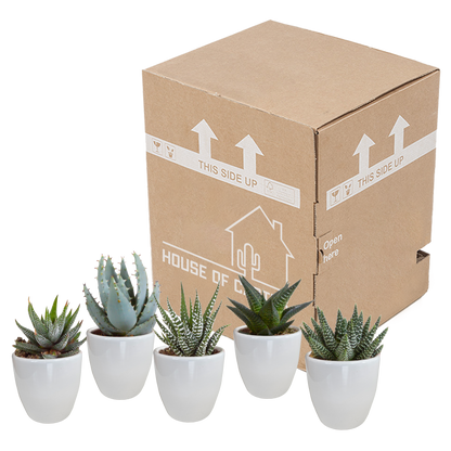Gasteria/Haworthia-Mischung 5,5cm - in witte pot - 5x