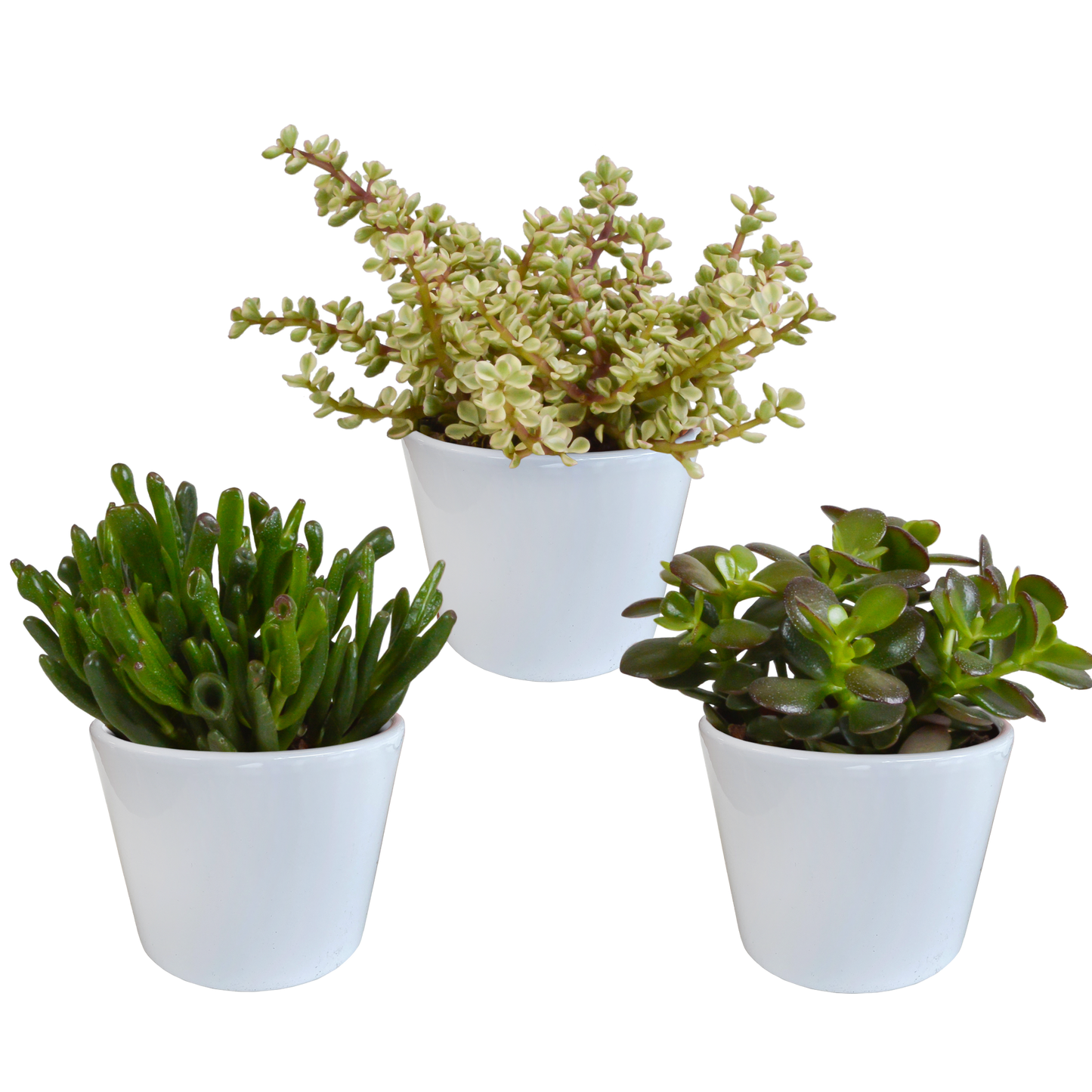Crassula-Mischung 10,5 cm - 3x - in witte pot