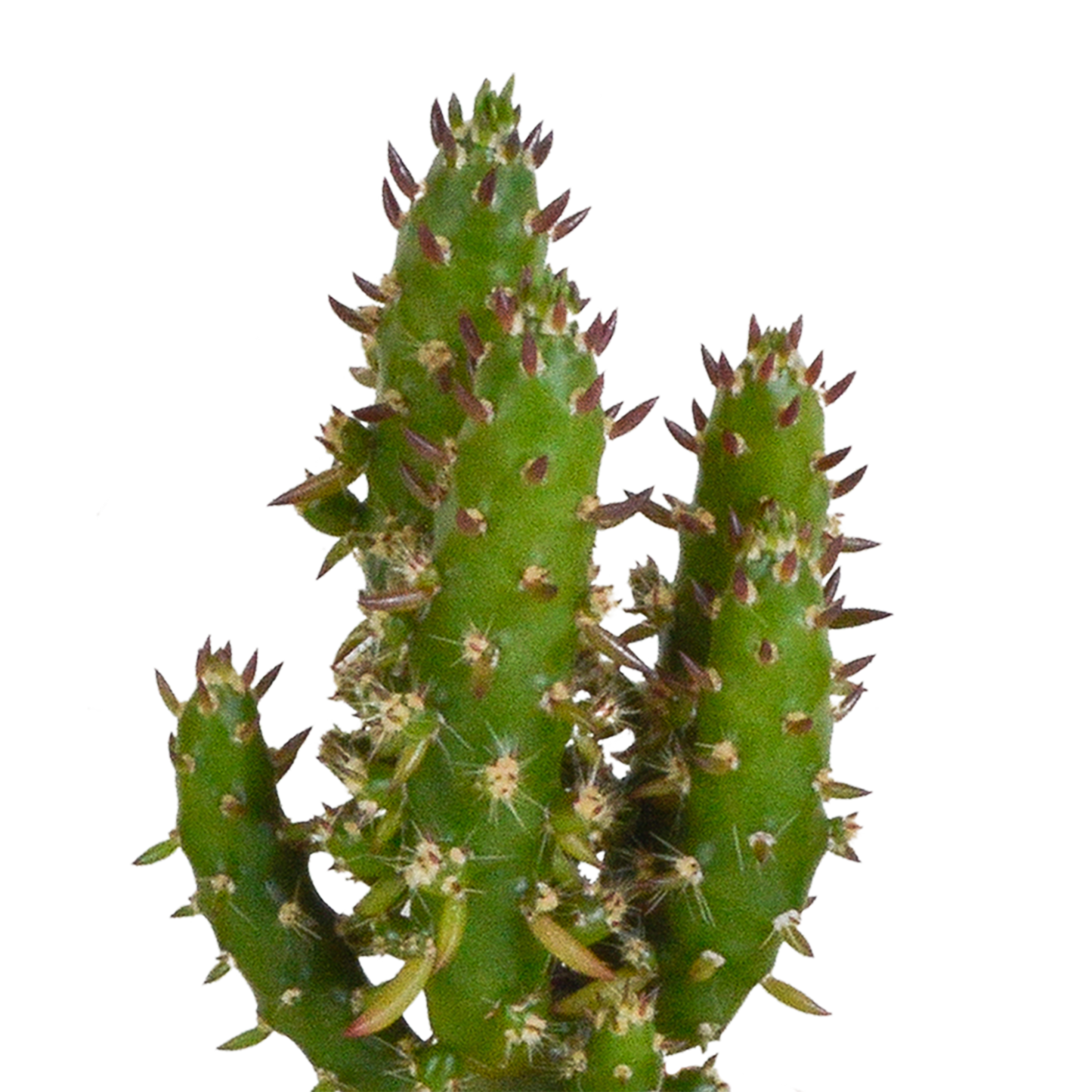 Cactus en vetplanten Mischung 5,5 cm | 15 stück - in witte pot