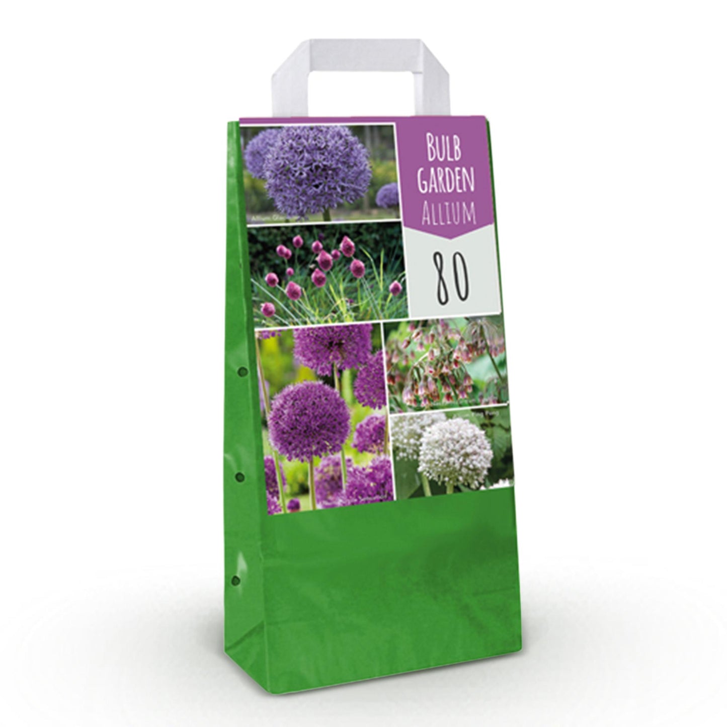 GreenboutiQ - Blumenzwiebeln - Zwiebel Garten Allium Mix - Bulbs Hardy Perennial - Verschiedene Farben - 80 Stück - Geschenkverpackung