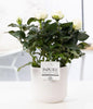 Rosa White In P&PURE Sophie Ceramics White - Ø12cm - ↕30cm