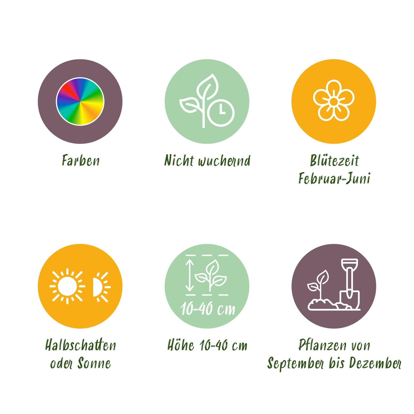 GreenboutiQ - Blumenzwiebeln - Blumengarten-Mix - Bulbs Hardy Perennial - Verschiedene Arten und Farben - 125 Stück - Geschenkverpackung