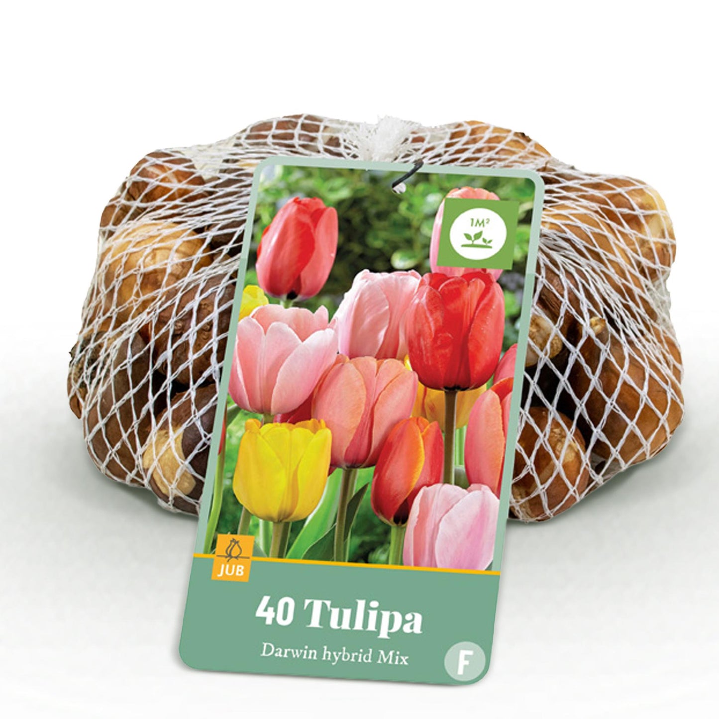 GreenboutiQ - Blumenzwiebeln - Tulpe Darwin-Hybride Mischung - Bulbs Hardy Perennial - Verschiedene Farben - 40 Stück - Zwiebelgröße 10/12