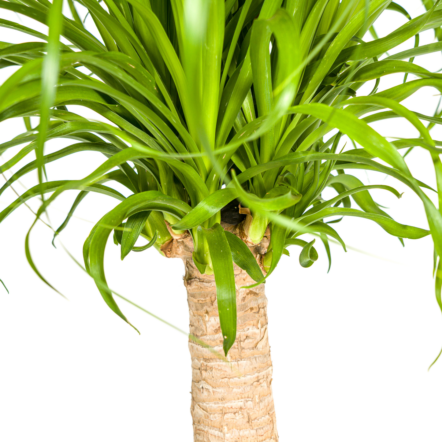 Beaucarnea Recurvata Stamm Ø21cm - ↕60 - 80cm