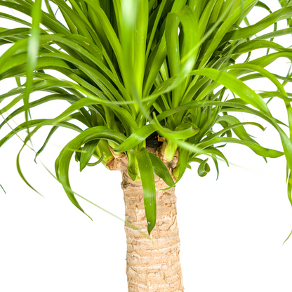 Beaucarnea Recurvata Stamm Ø21cm - ↕60 - 80cm