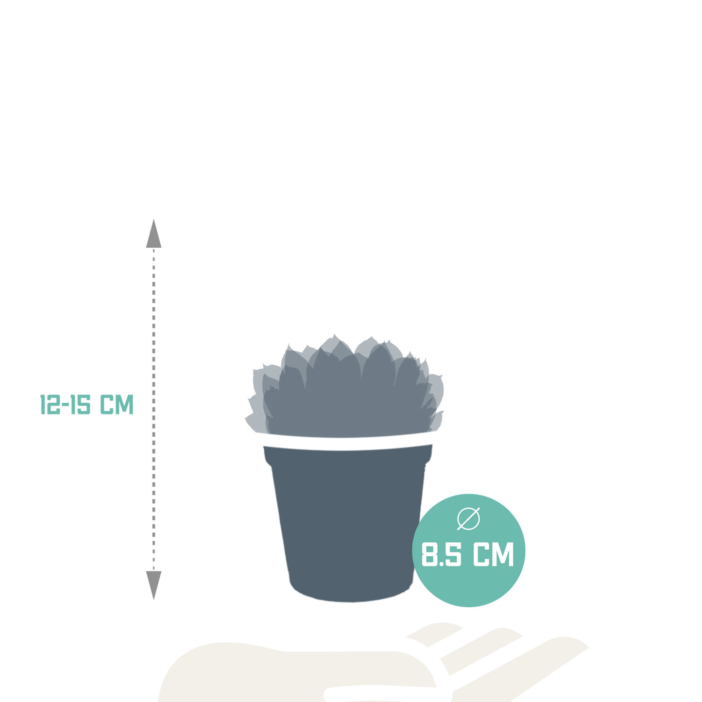 Echeveria-Mischung 8,5 cm - 3x - zonder pot