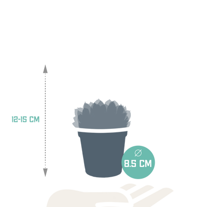 Echeveria-Mischung 8,5 cm - 3x - zonder pot