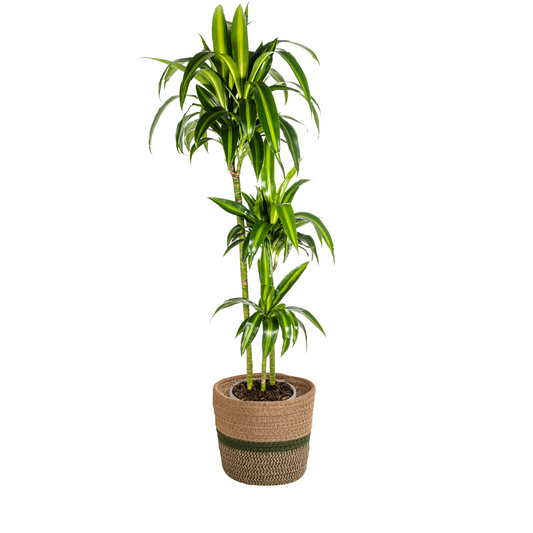 Dracaena Deremensis Hawaiian Sunshine mit Korb Ø24cm - ↕130 - 150cm
