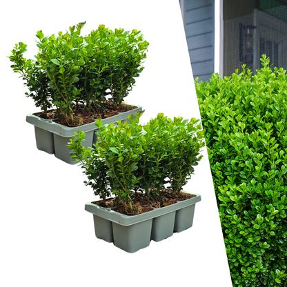 2 x 6er-Pack Buxus NewGen Freedom – Winterharte Immergrüne Sträucher 12 x Ø7 cm - ↕15 cm | Kompakter Buchsbaum