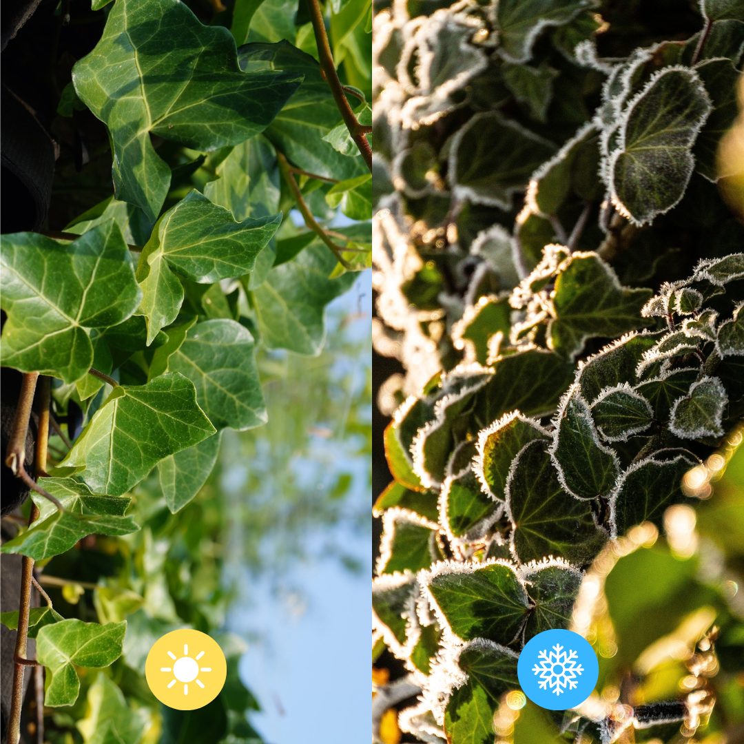 Hedera Hibernica - Efeu - Fertighecke - ↨150 cm