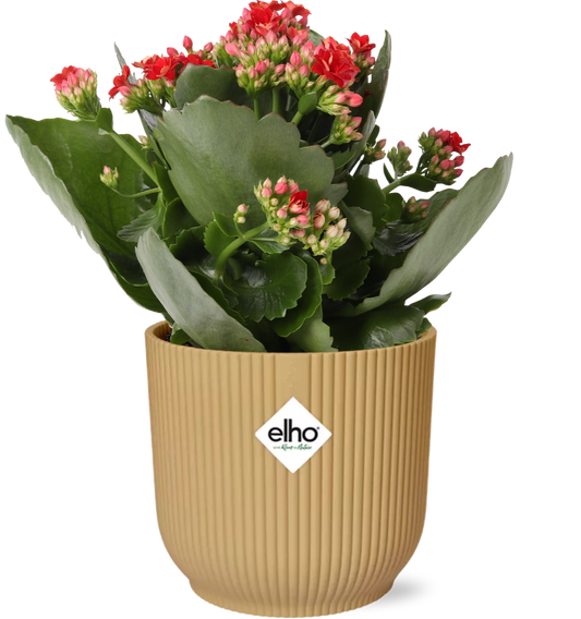 Kalanchoe Rosalina Don Justino Rood + ELHO Vibes Fold 14cm geel