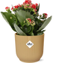 Kalanchoe Rosalina Don Justino Rood + ELHO Vibes Fold 14cm geel