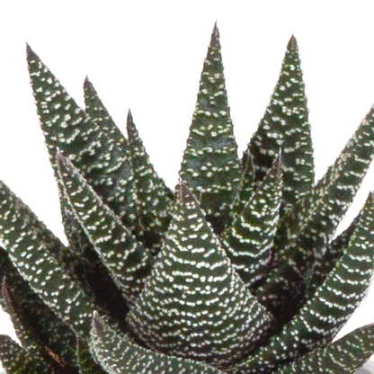 Gasteria/Haworthia-Mischung 8,5cm - 3x - in terracotta pot