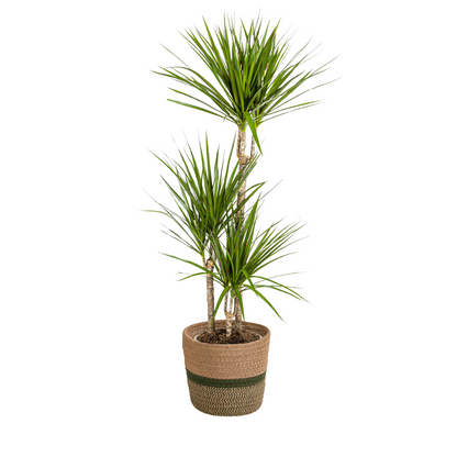 Dracaena Marginata Green mit Korb Ø21cm - ↕110 - 130cm
