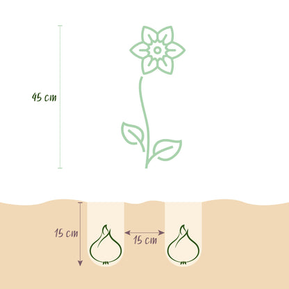 GreenboutiQ - Blumenzwiebeln - Narcis Yellow - Bulbs Hardy Perennial - Farbe Gelb - 40 Stück - Zwiebelgröße 10/12
