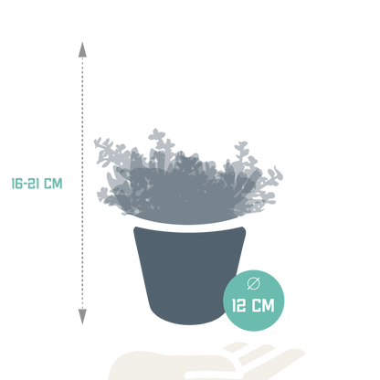 Crassula-Mischung 10,5 cm - 3x - in witte pot
