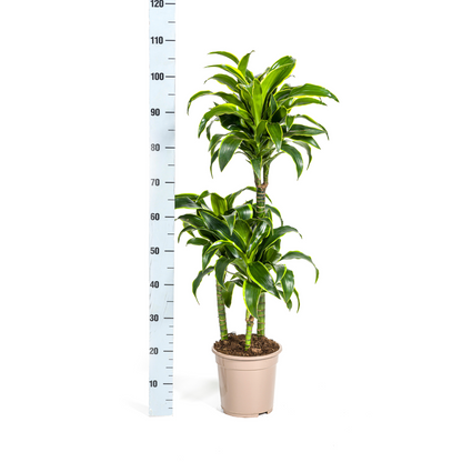 Dracaena Deremensis Dorado mit Korb Ø21cm - ↕100 - 120cm