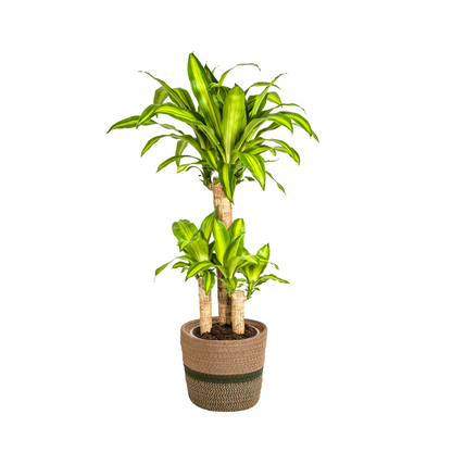 Dracaena Fragrans Massangeana met mand Ø21cm - ↕90 - 110cm