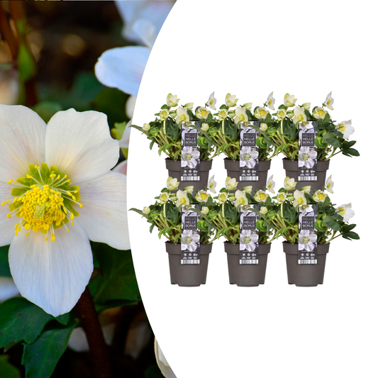 6 x Helleborus niger 'Christmas Carol' Pflanzen | Ø 12 cm | ↕ 20 cm
