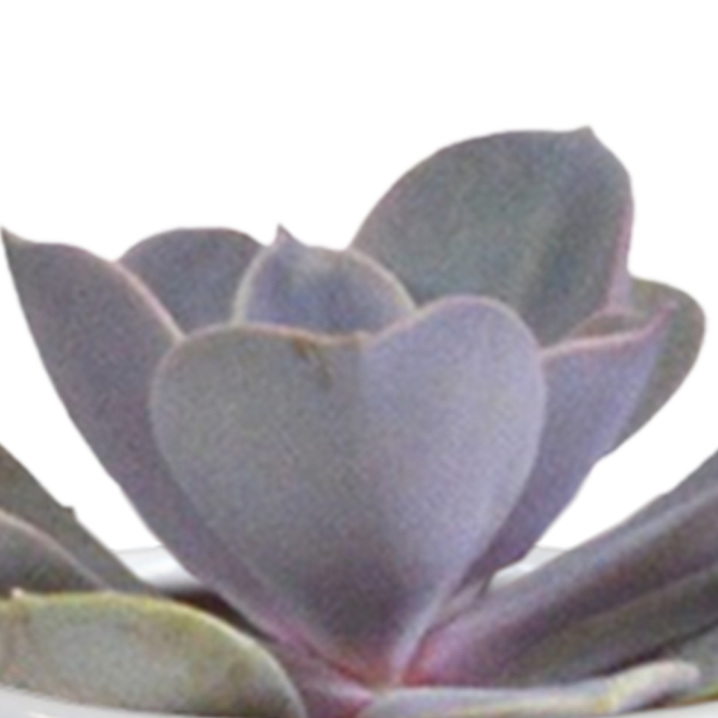 Cactus en vetplanten Mischung 5,5 cm | 15 stück - in witte pot