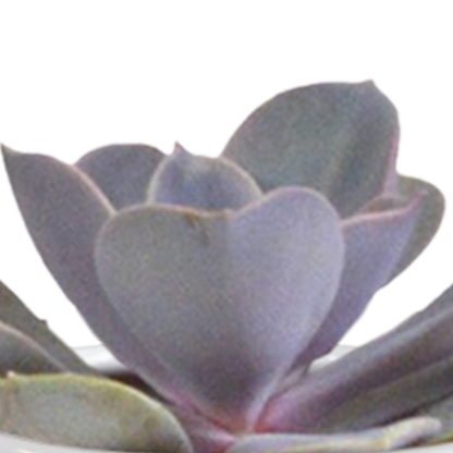 Cactus en vetplanten Mischung 5,5 cm | 15 stück - in witte pot