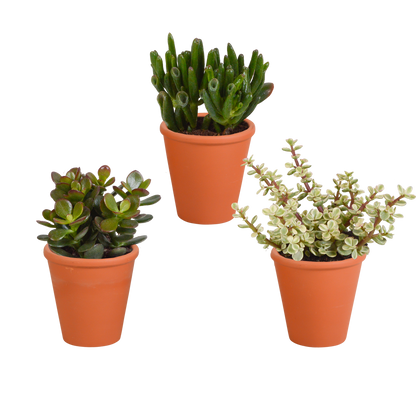 Crassula-Mix 8,5 cm - 3x - in terracotta pot