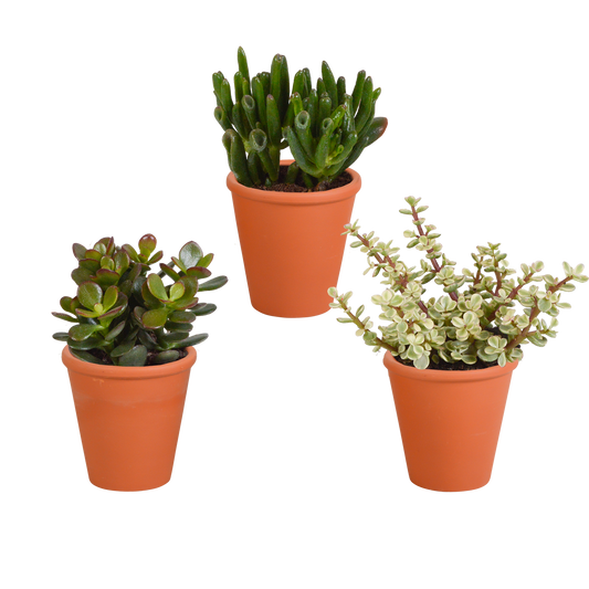 Crassula-Mix 8,5 cm - 3x - in terracotta pot