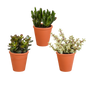 Crassula-Mix 8,5 cm - 3x - in terracotta pot