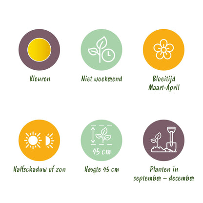 GreenboutiQ - Blumenzwiebeln - Narcis Tete-A-Tete - Bulbs Hardy Perennial - Farbe Gelb - 50 Stück - Zwiebelgröße 10/12