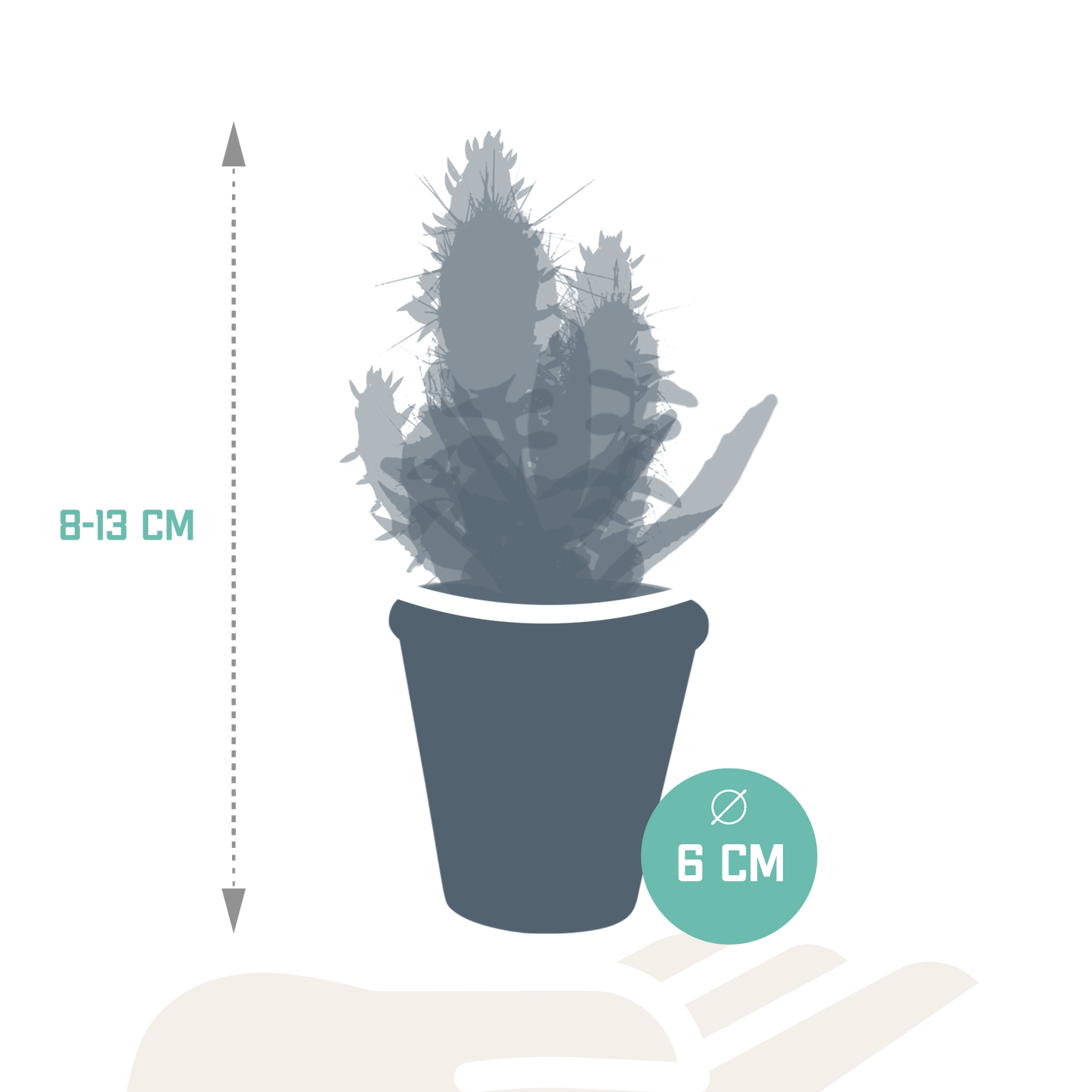 Cactus en vetplanten Mischung 5,5 cm | 15 stück - in terracotta pot