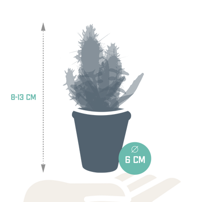 Cactus en vetplanten Mischung 5,5 cm | 15 stück - in terracotta pot