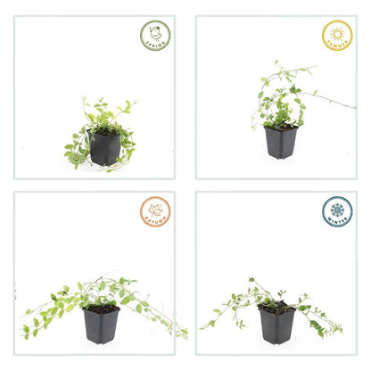 24x Vinca minor 'Aureovariegata' - ↕10-25cm - Ø9cm