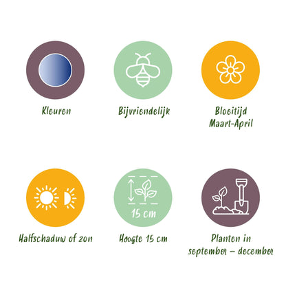 GreenboutiQ - Blumenzwiebeln - Scilla Siberica - Bulbs Hardy Perennial - Farbe Lila - 50 Stück - Zwiebelgröße 7/8 - XXL Pack