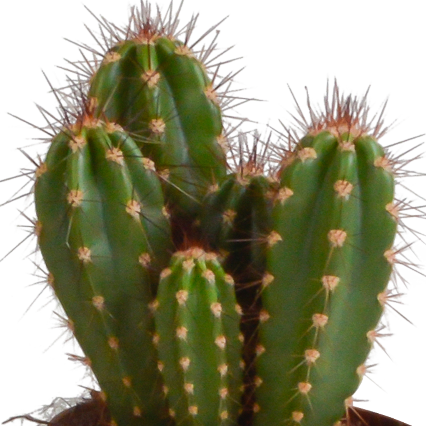 Cereus-Mischung 10,5 cm - 3x - in terracotta pot