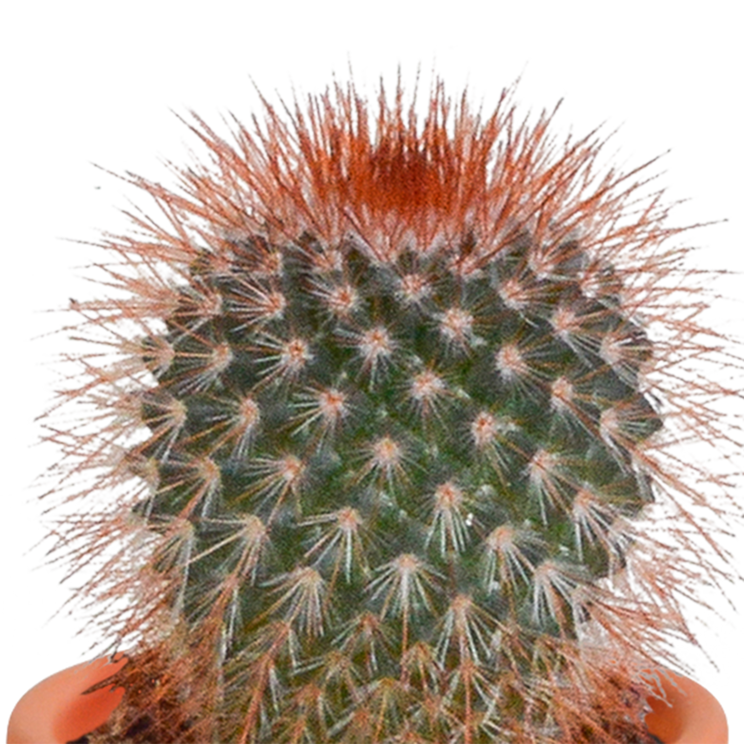 Cactus en vetplanten Mischung 5,5 cm | 15 stück - in terracotta pot