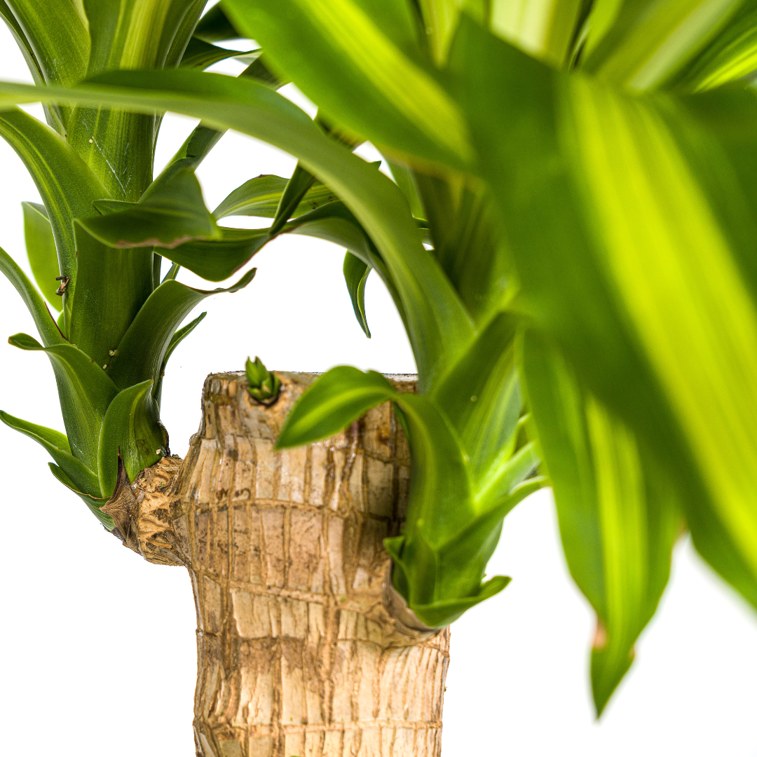 Dracaena Fragrans Massangeana met mand Ø21cm - ↕90 - 110cm