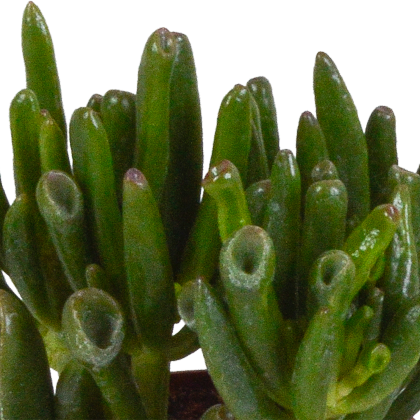 Crassula-Mix 8,5 cm - 3x - in terracotta pot