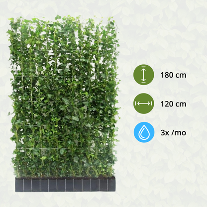 Hedera Hibernica - Efeu - Fertighecke - ↨180 cm