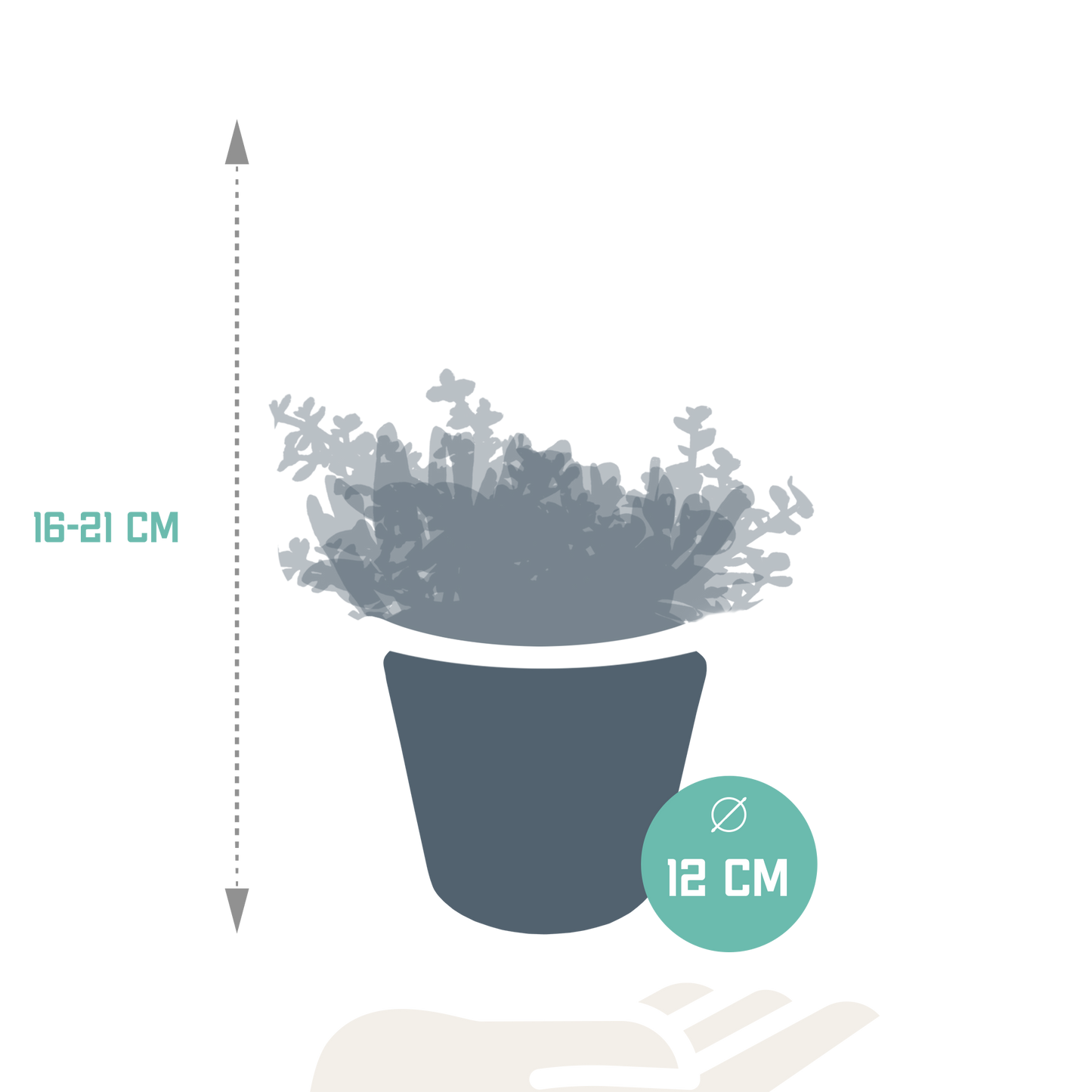 Crassula-Mischung 10,5 cm - 3x - in witte pot